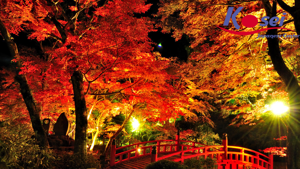 Choáng ngợp trước cảnh cung đường tràn ngập lá phong đỏ ở Nhật Bản tuyệt đẹp 1
