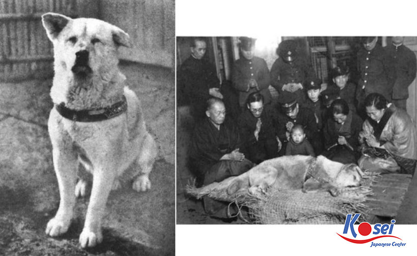 chú chó hachiko, chú chó hachiko nhật bản, câu chuyện về chú chó hachiko, cảm nhận về chú chó hachiko, câu chuyện chú chó hachiko