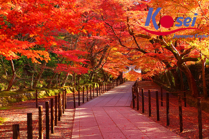 Choáng ngợp trước cảnh cung đường tràn ngập lá phong đỏ ở Nhật Bản tuyệt đẹp 2