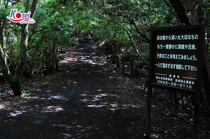Khu rừng tự tử Aokigahara