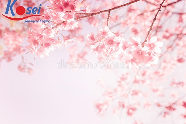 Học tiếng Nhật qua bài hát: Sakura color