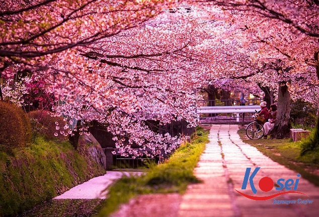 học tiếng nhật qua truyện cổ tích cây tùng treo tay áo kimono