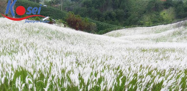 Học tiếng Nhật qua truyện cổ tích: 忘れな草 - Wasurenagusa