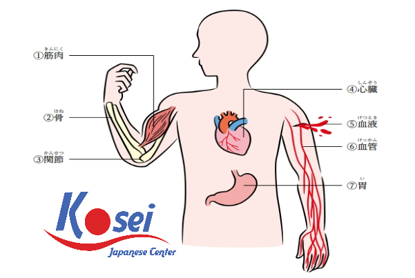 Từ Vựng Tiếng Nhật Chủ Đề 104 Bộ Phận Trên Cơ Thể Người