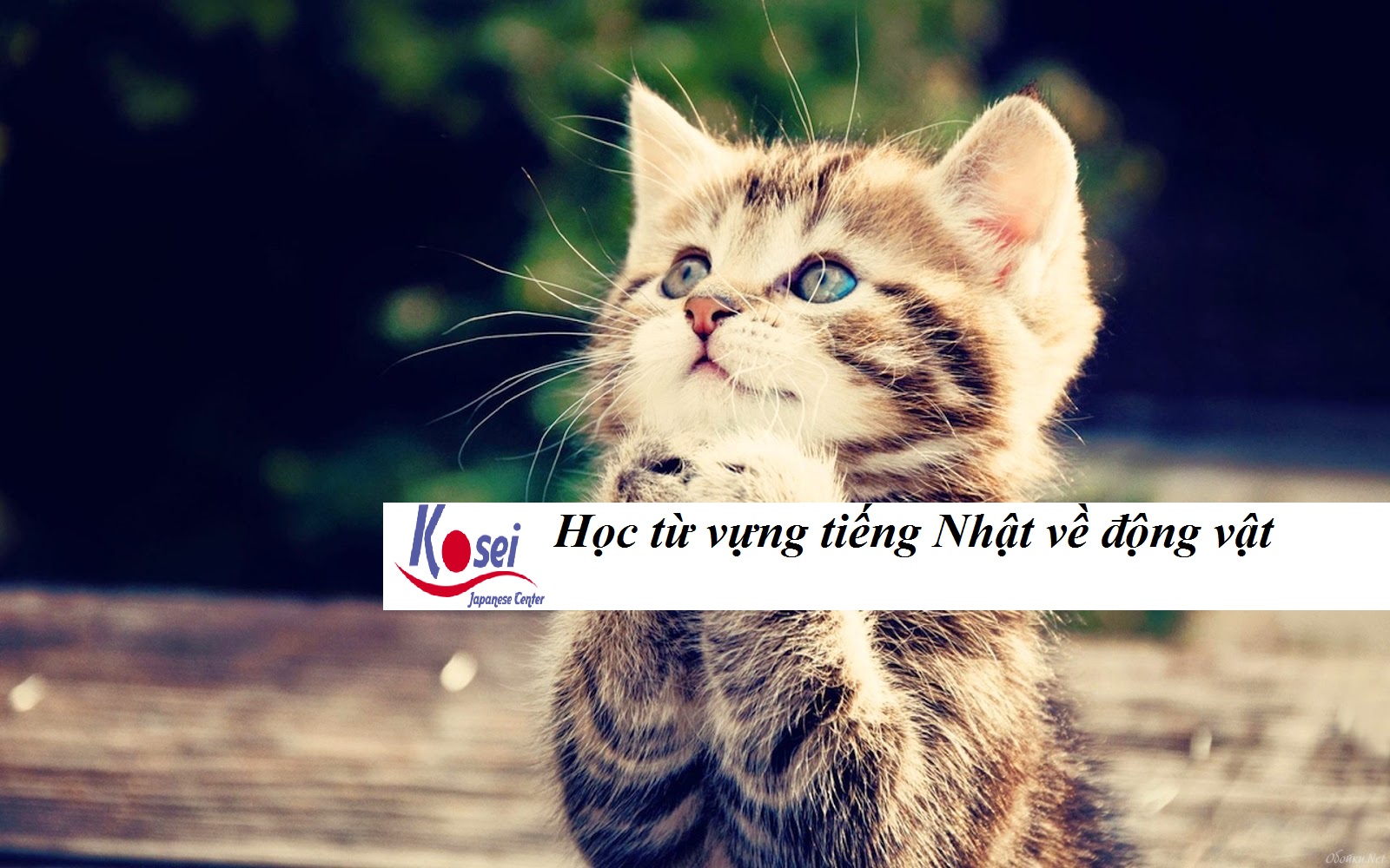 Tên 30 loài động vật bằng tiếng Nhật