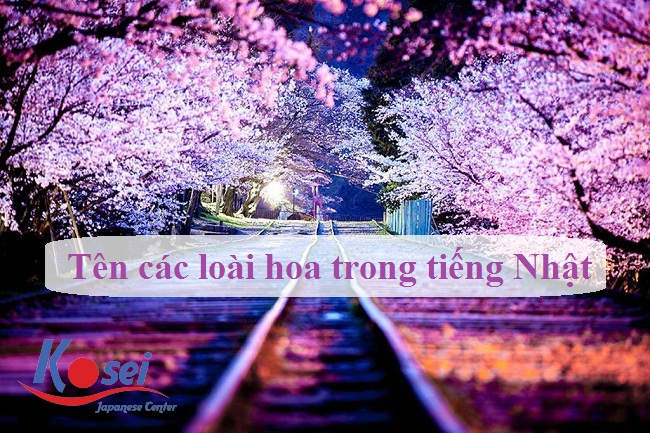 Tên các loài hoa trong tiếng Nhật
