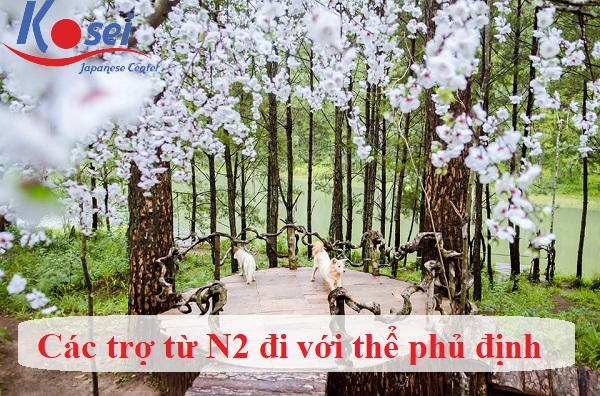 trợ từ n2 đi với thể phủ định