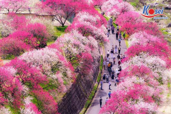 địa điểm ngắm hòa anh đào ở nhật