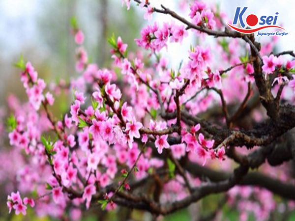 sự khác nhau tết nhật và tết việt