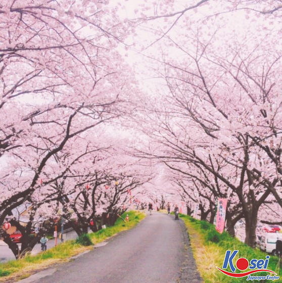 lễ hội hanami, lễ hội hanami nhật bản, nguồn gốc lễ hội hanami, ý nghĩa của lễ hội hanami, lễ hội hoa anh đào hanami, lễ hội ngắm hoa anh đào hanami
