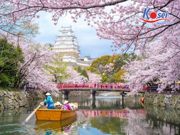 đường hoa anh đào nhật bản