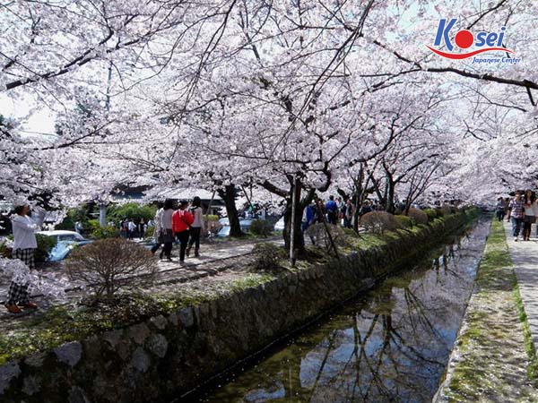đường hoa anh đào nhật bản