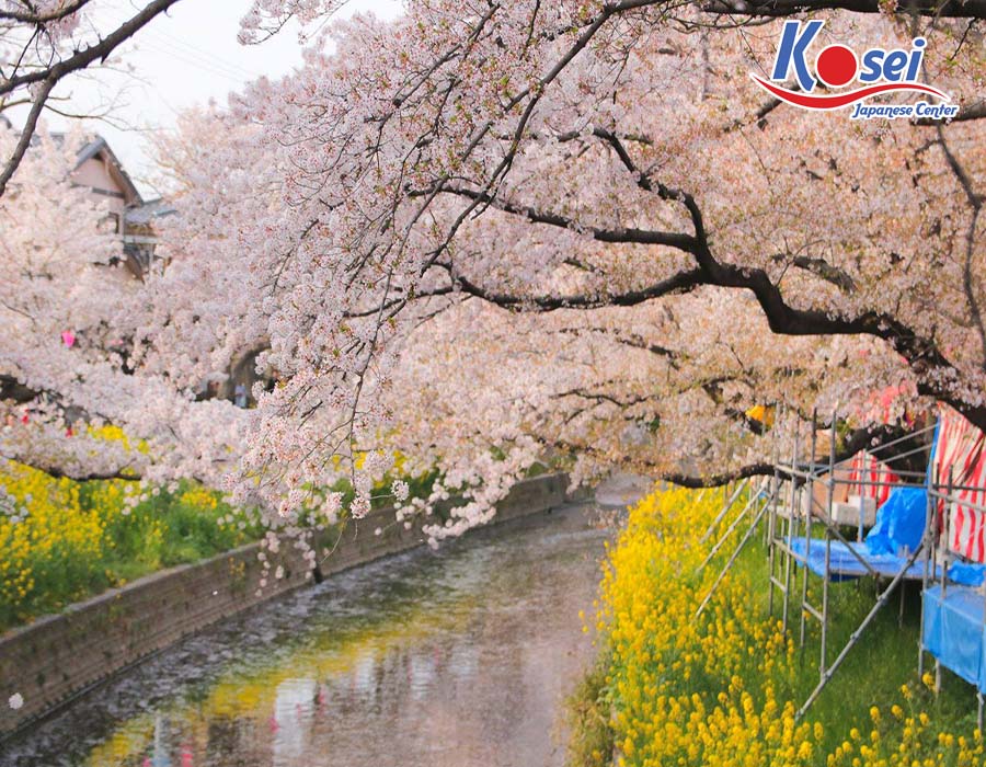 lịch ngắm hoa anh đào 2020