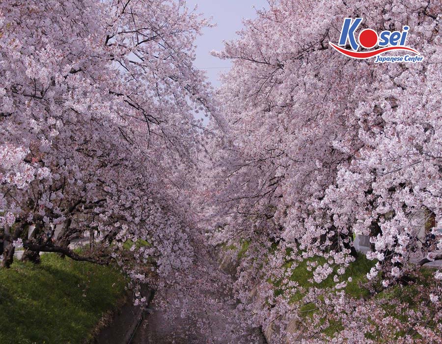 lịch ngắm hoa anh đào 2020