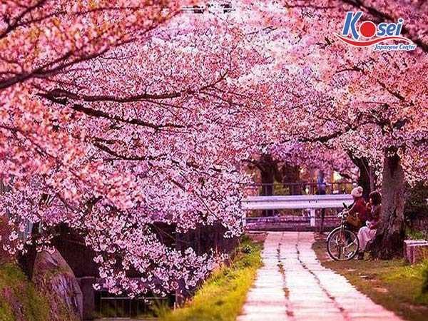 Đến ngay Kawazu - địa điểm ngắm hoa anh đào ở Nhật nở sớm nhất