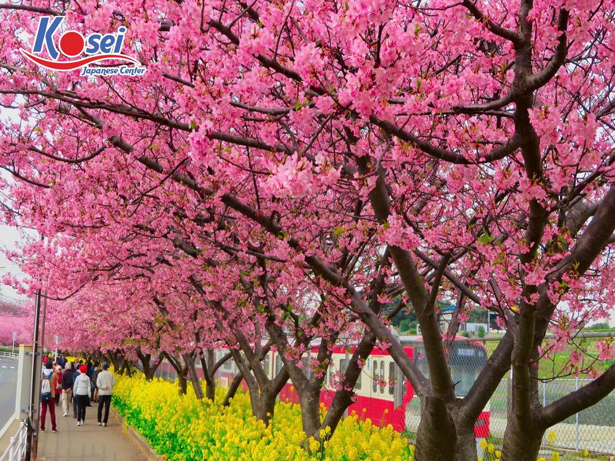 địa điểm ngắm hoa anh đào ở nhật