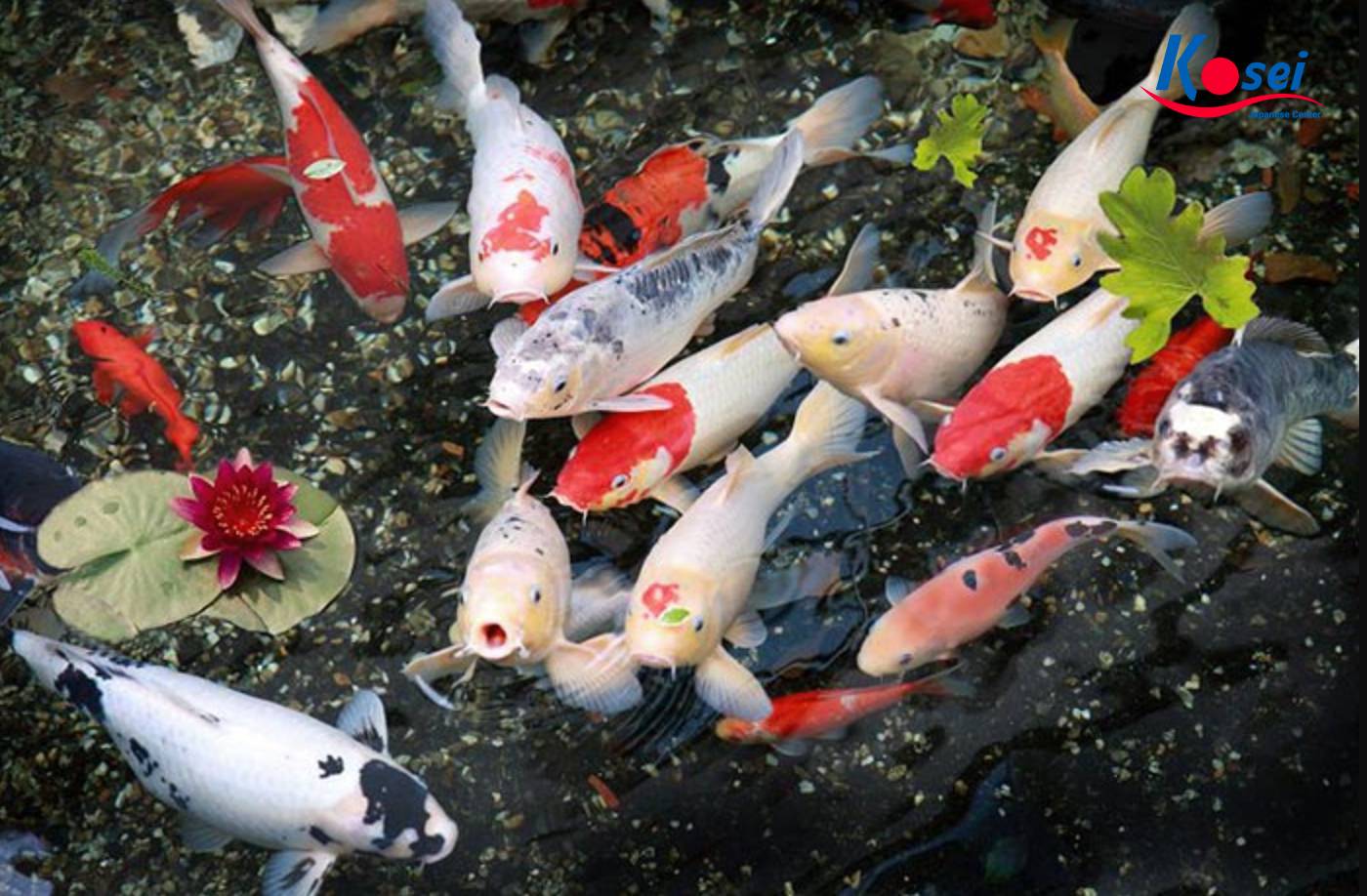 cá koi nhật bản, hồ cá koi nhật bản, các loại cá koi nhật bản, hình ảnh cá koi nhật bản