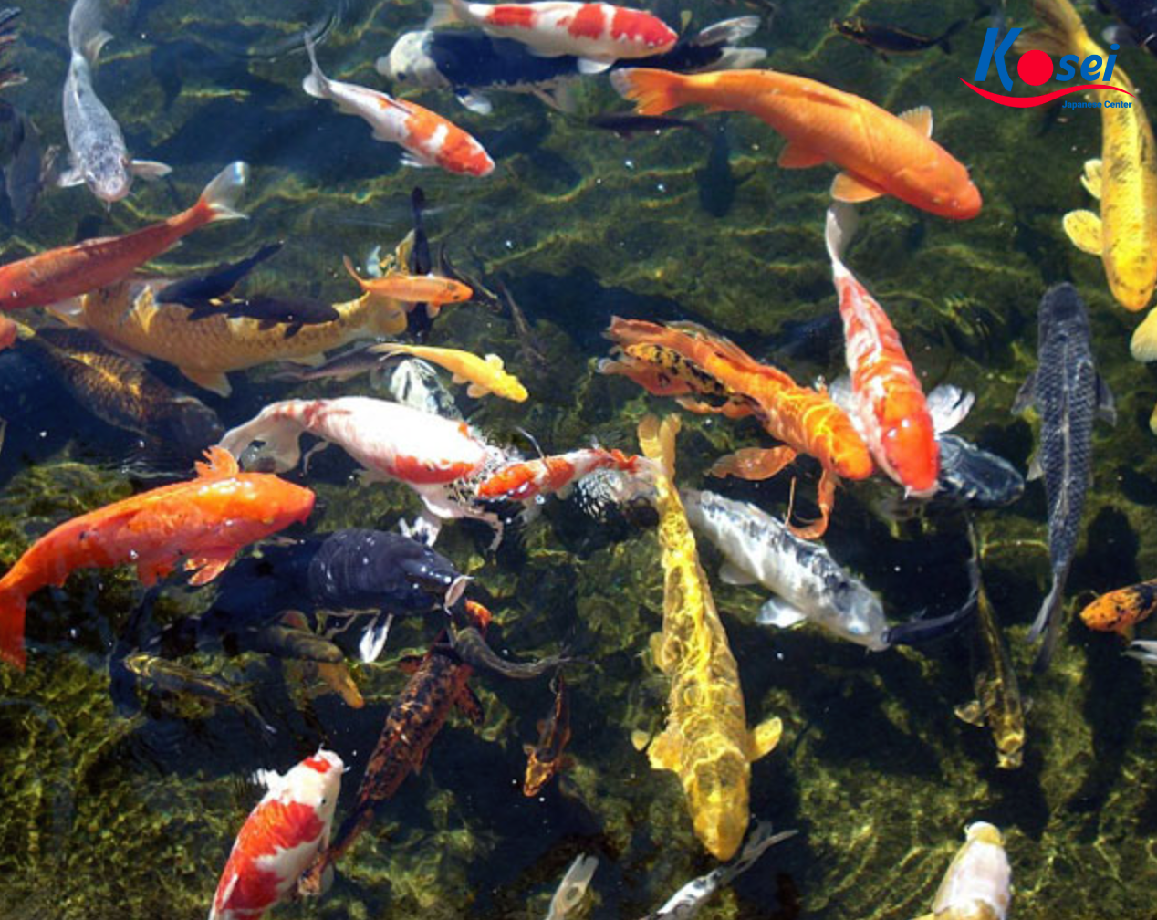 cá koi nhật bản, hồ cá koi nhật bản, các loại cá koi nhật bản, hình ảnh cá koi nhật bản