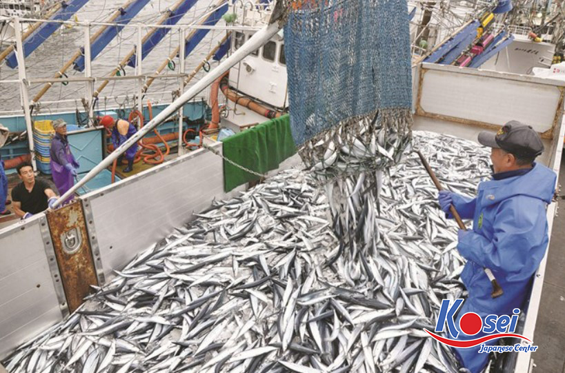 cá thu đao nhật, cá thu đao nướng kiểu nhật, cá thu đao nhật bản, cá thu đao của nhật