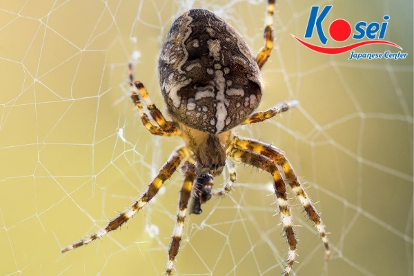 cách người nhật bản cầu may