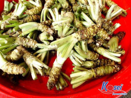 mù tạt nhật bản làm từ gì, cây mù tạt nhật bản, mù tạt tươi nhật bản, mù tạt của nhật bản, mù tạt bột nhật bản, cây mù tạt ở nhật bản, mù tạt nhật, mù tạt nhật ngon, cây mù tạt nhật