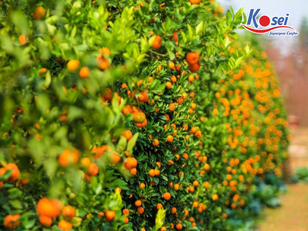 ngày tết ở nhật bản