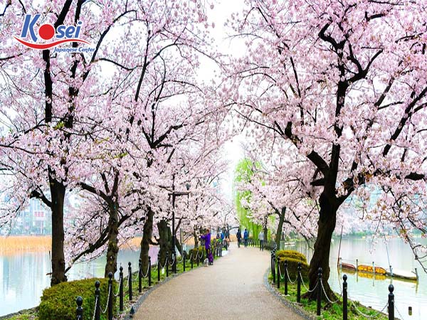 địa điểm ngắm hoa anh đào ở nhật