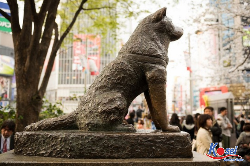 chú chó hachiko, chú chó hachiko nhật bản, câu chuyện về chú chó hachiko, cảm nhận về chú chó hachiko, câu chuyện chú chó hachiko