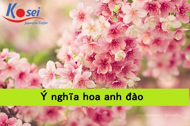 Ý nghĩa hoa Anh Đào