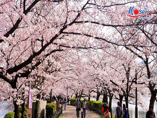 hoa anh đào nhật bản