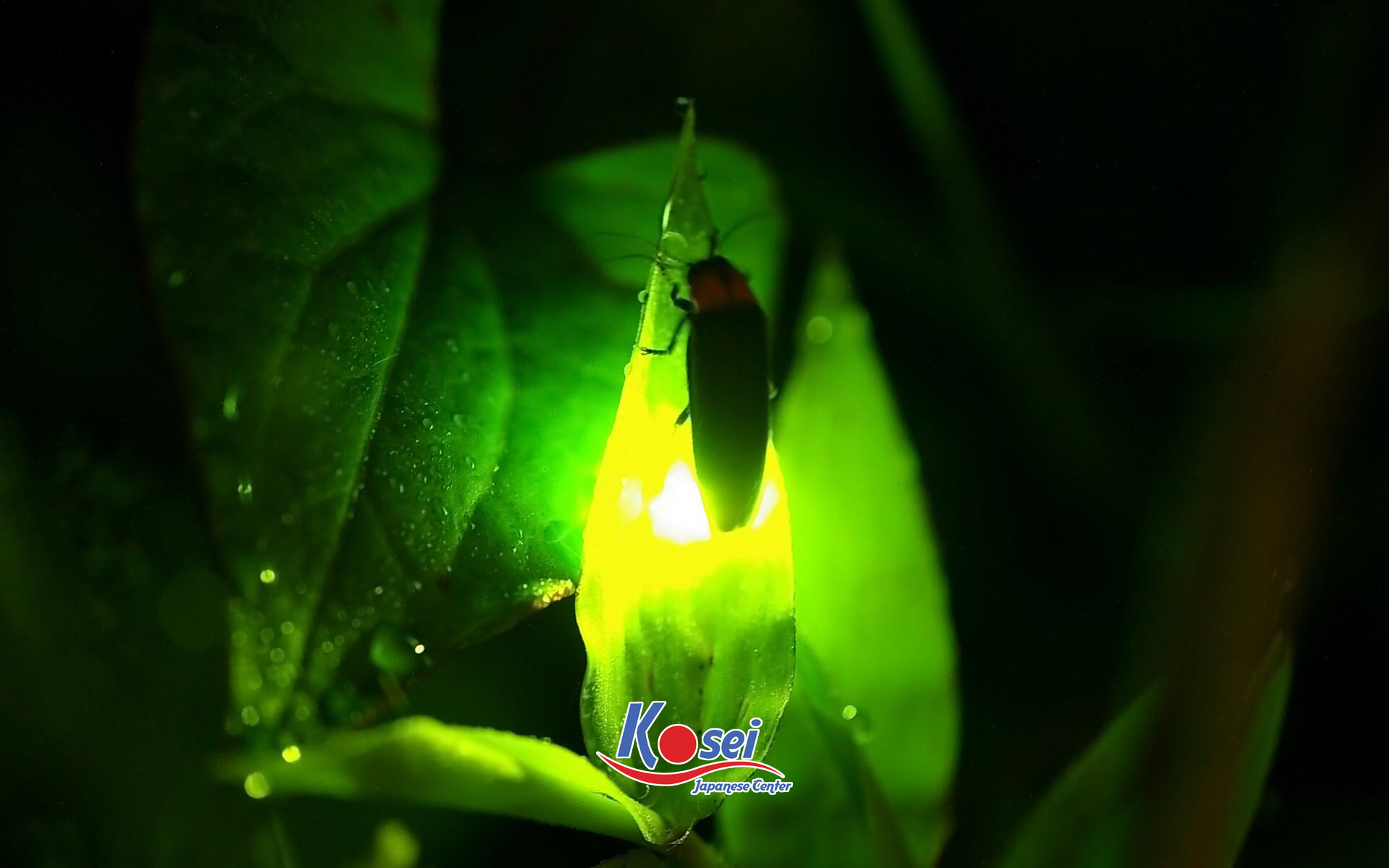 tháng 7 vũ điệu đom đóm