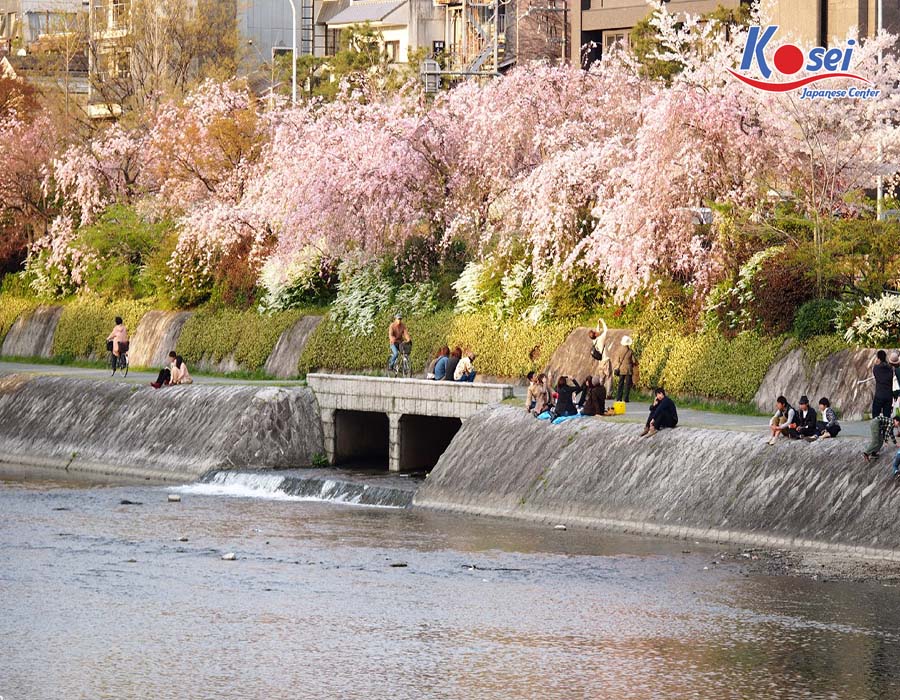 đường hoa anh đào nhật bản
