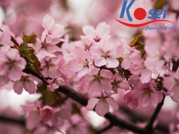 Bạn đã thử các món vị hoa anh đào chưa? Ngon lắm đấy.