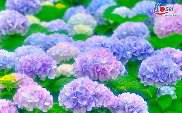 điều tối kỵ trong văn hóa nhật bản