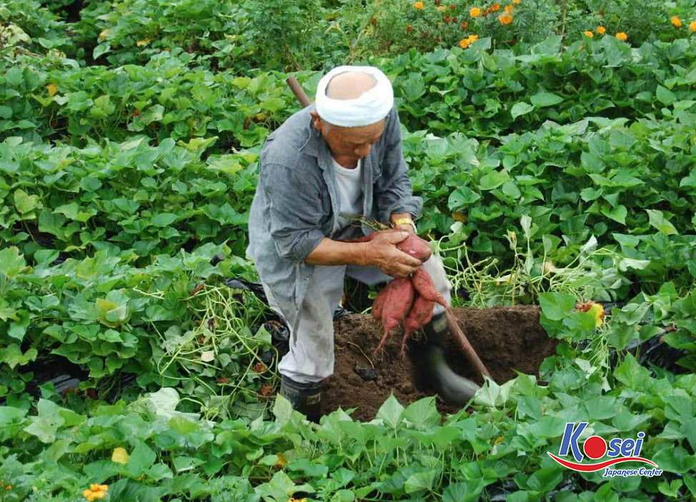 khoai lang nhật bản, khoai lang nhật màu gì, khoai lang nhật có giảm cân không