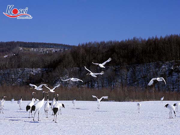 Vẻ đẹp Hokkaido Nhật Bản