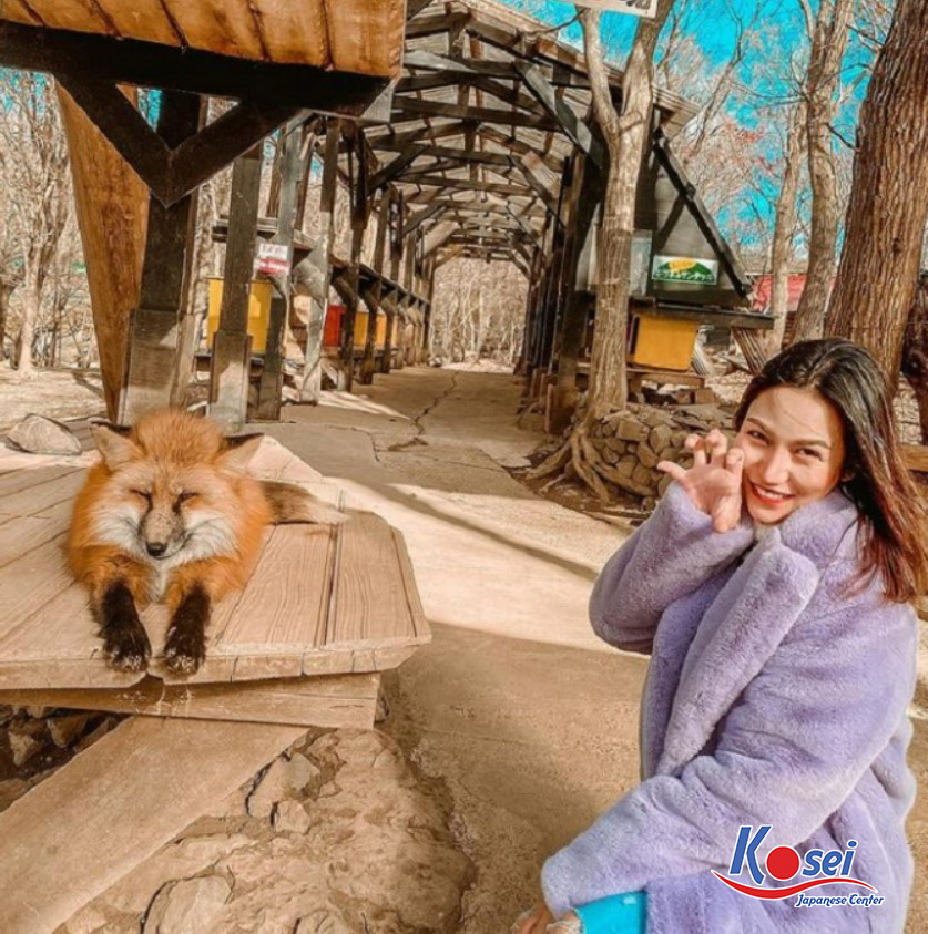 làng zao kitsune, làng cáo zao kitsune, zao kitsune, zao kitsune làng cáo