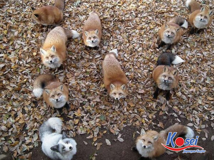 Tham quan làng cáo Zao Kitsune Nhật Bản