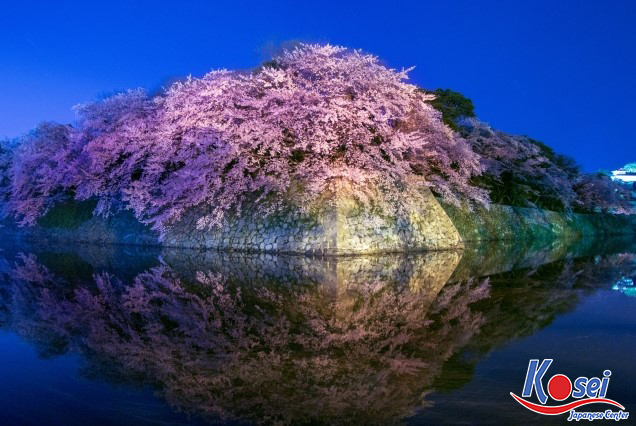 lễ hội hanami, lễ hội hanami nhật bản, nguồn gốc lễ hội hanami, ý nghĩa của lễ hội hanami, lễ hội hoa anh đào hanami, lễ hội ngắm hoa anh đào hanami